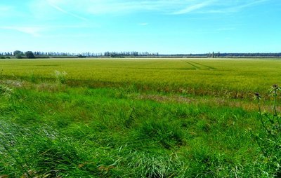 Champ de foin de Crau