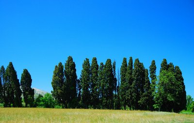 Haies de cyprès