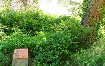 Sentier botanique le long du vallon