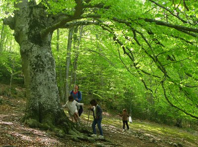 La hêtraie d'Aiguines