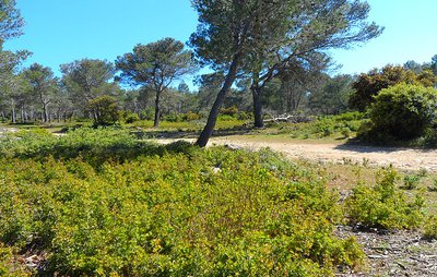 Au milieu de la pinède
