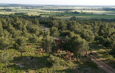 Troupeau de chèvres du Rove autour de Saint-Gabriel