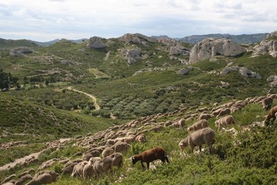Troupeau de Mérinos dans les Alpilles