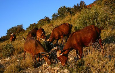 Les chèvres du Rove en pâture