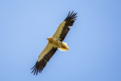 Vautour percnoptère en vol