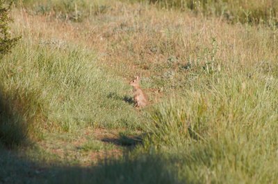 Lapin de garenne au milieu de la garrigue