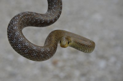 La couleuvre d'esculape