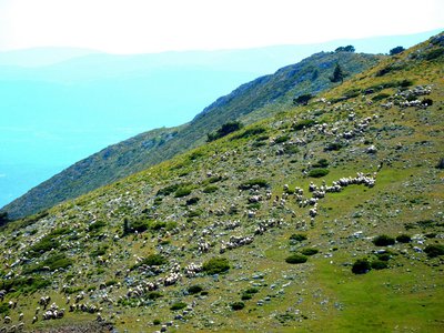 Moutons sur le Lachens