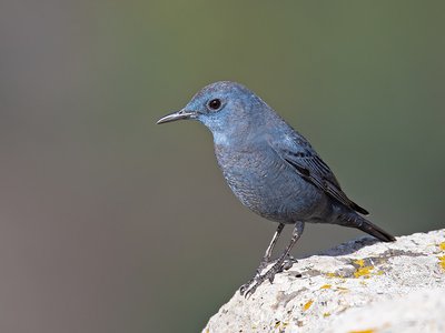 Monticole bleu mâle