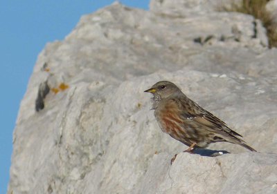Accenteur alpin