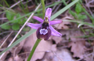 L'Ophrys de la Drôme