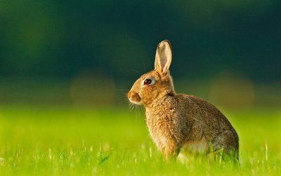 Lapin de garenne