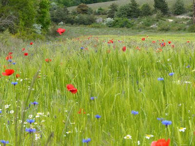 Coquelicots et bleuets