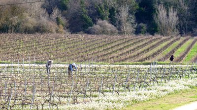 Vignes d'Ansouis