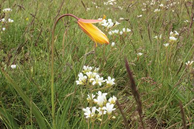 Tulipa sylvestris