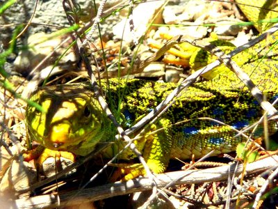 Lezard Ocellé