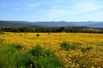 Floraison de printemps