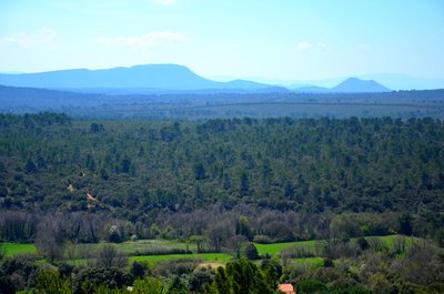 La Forêt Domaniale du Pelenc