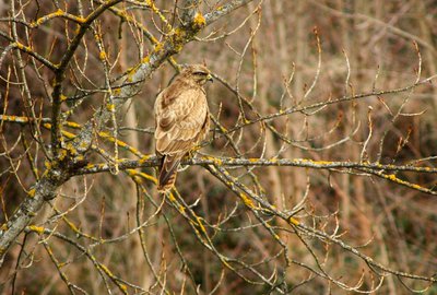 La Buse variable
