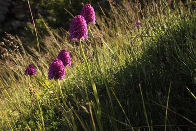 Orchis Pyramidal