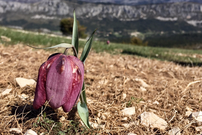 La Fritillaire du Dauphiné