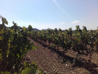 Vignoble du sud Luberon