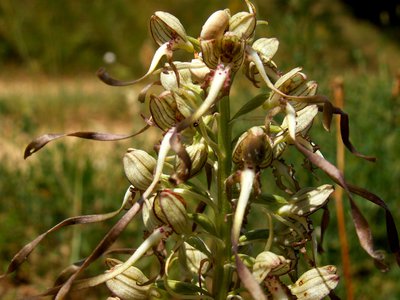 L'ophrys Bouc