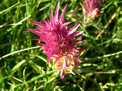Mélampyre des champs