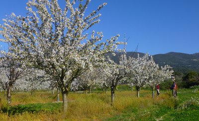 Cerisiers en fleurs