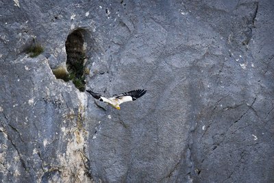 Vautour percnoptère