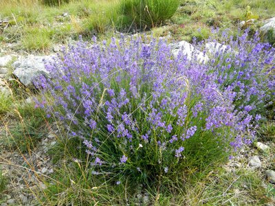 La lavande fine