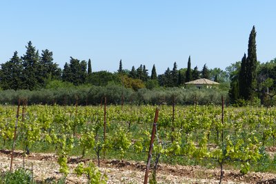 Plants de vigne