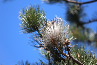 Nid de chenilles processionnaires