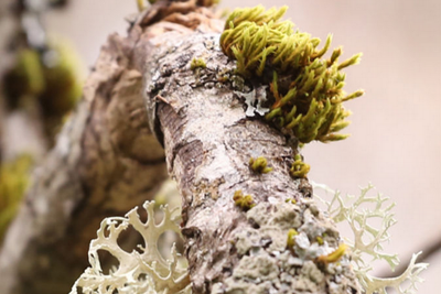 Mousses et lichens