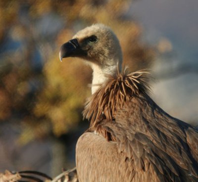 Un vautour fauve