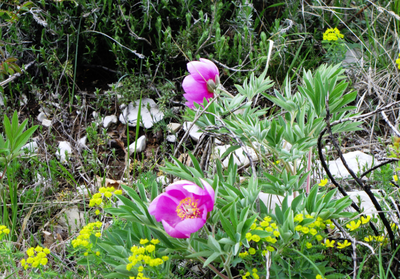 Pivoine officinale