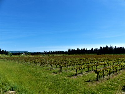 Vignoble de la commune de Sénas