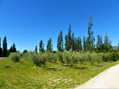 Plantation d'oliviers