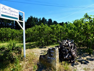 Plantation de figuiers