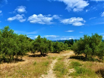 Plantation d'oliviers