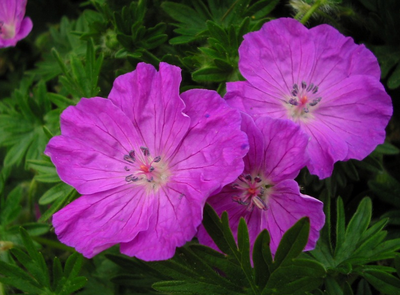 Géranium sanguin