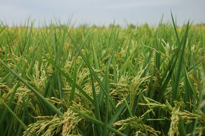 Parcelle de riz