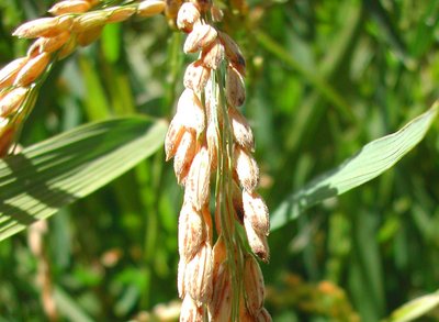 Riz sur pied