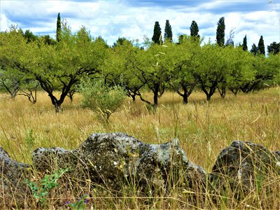 Plantation d'amandiers