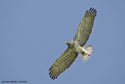 Circaète Jean-le-Blanc en vol