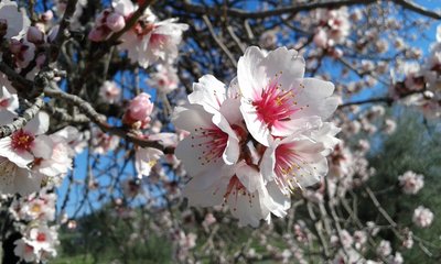 Amandier en fleurs