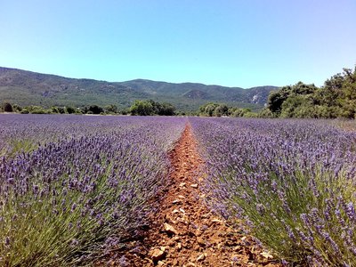 Champs de lavandins