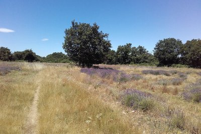 Forêt, pelouse et culture sèche des Claparèdes