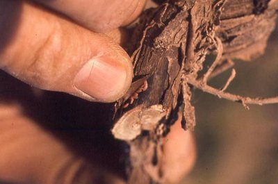 Asticots de cécidomyie sous l'écorce