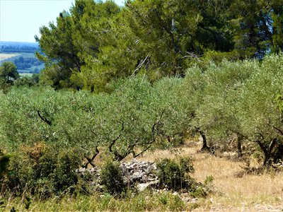 Plantation d'oliviers